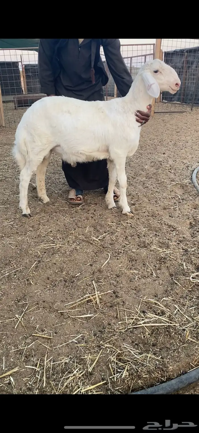 طليان برص حريات نوادر وصنف الصنف 7