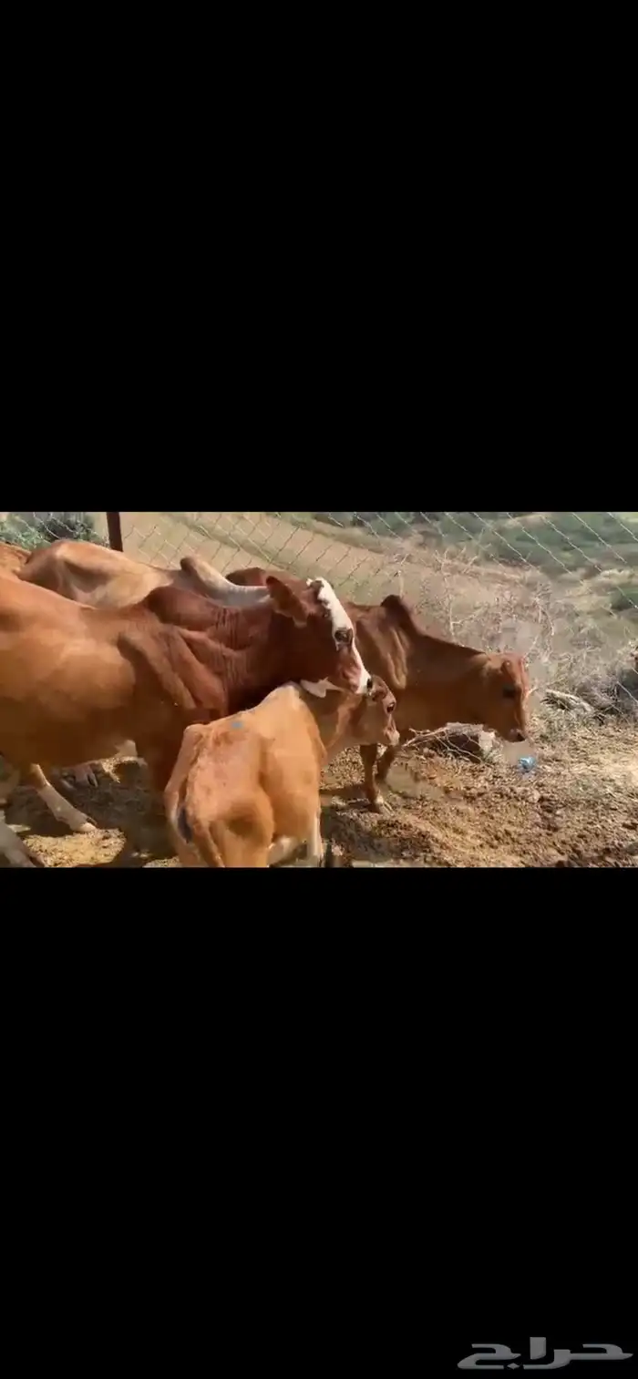 7ذكورو2 اناث 16