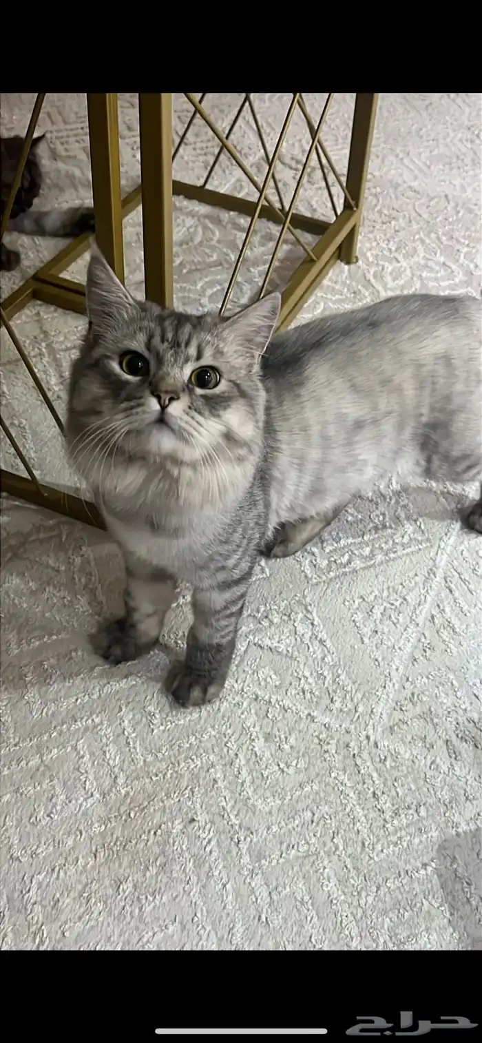قط شيرازي للتبني 0