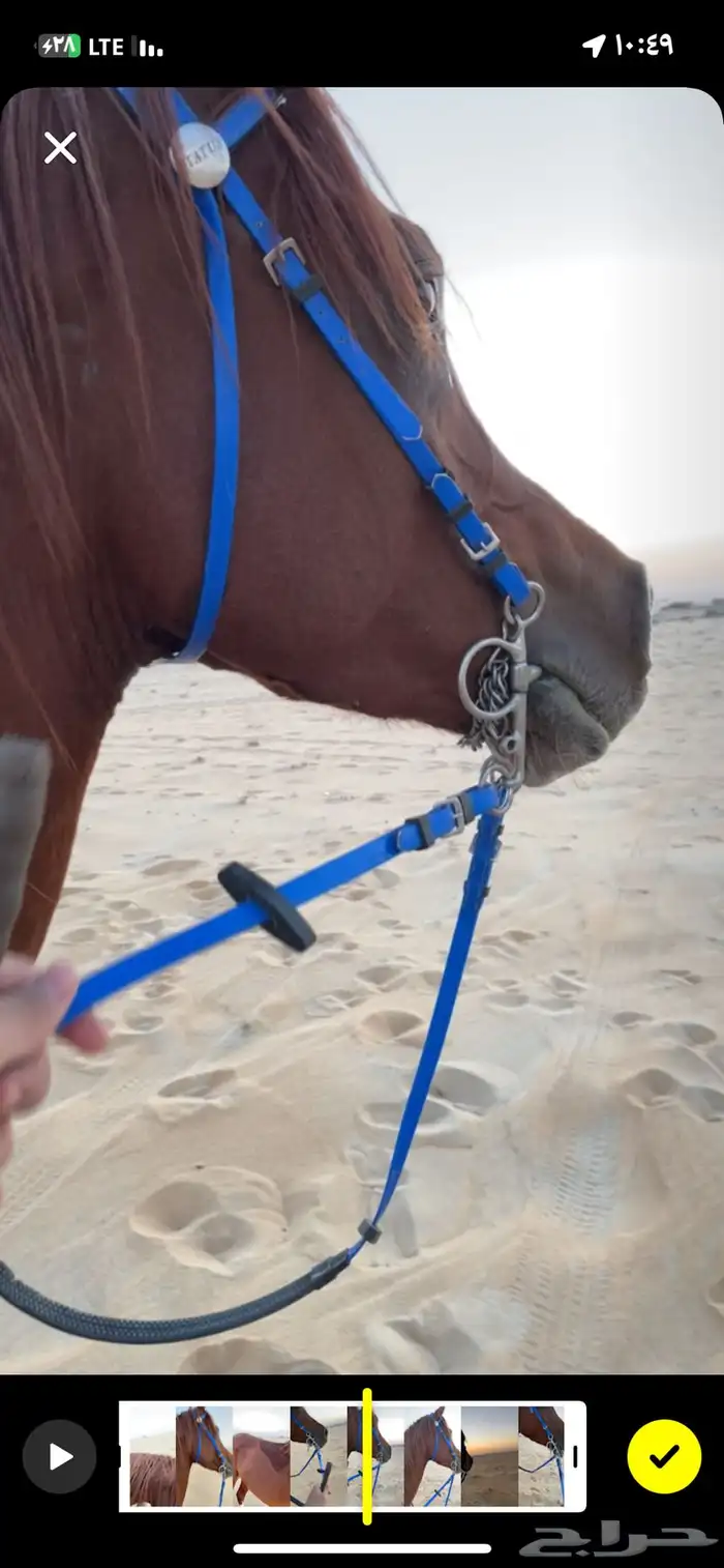 حصان مصري شعبي 12