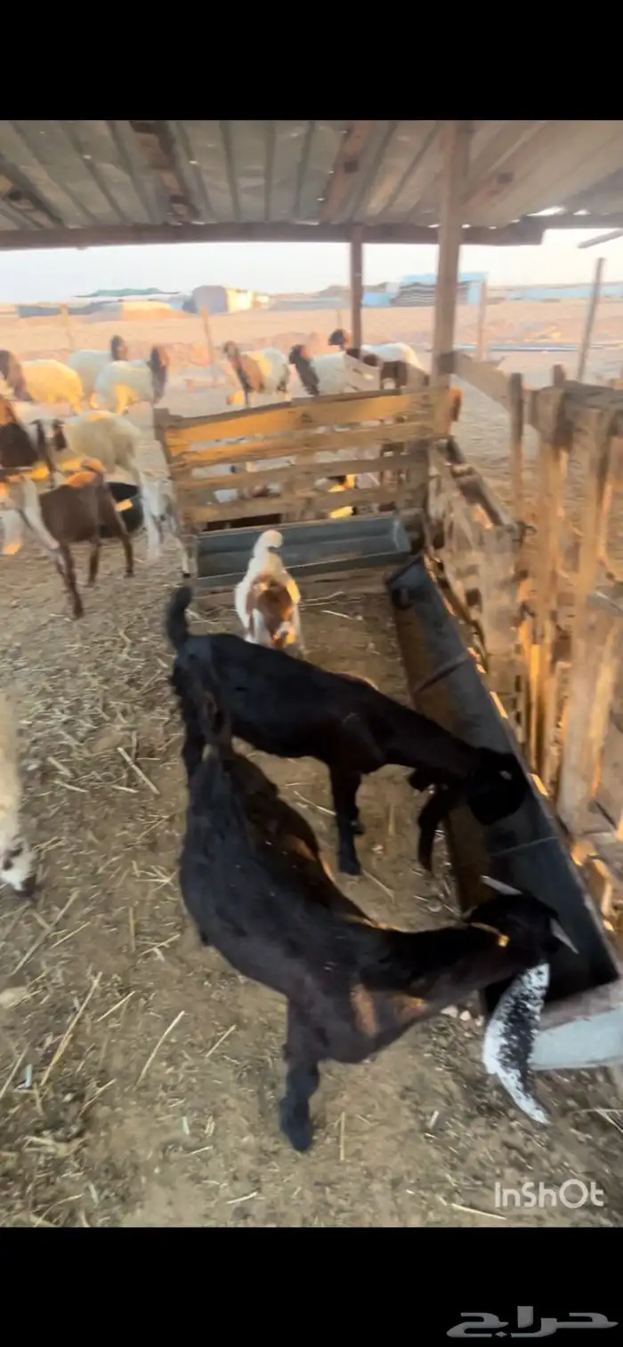 تيوس وطليان للبيع 4