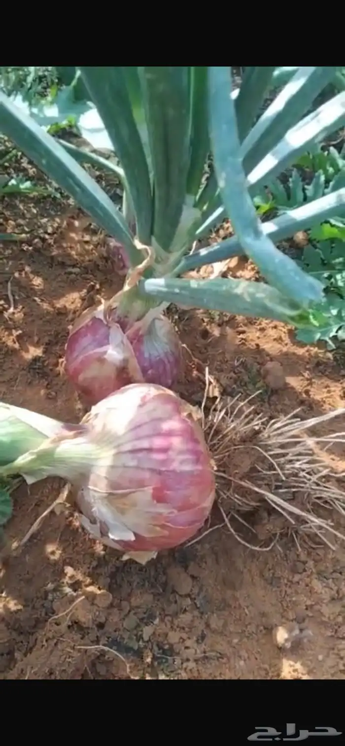 بصل بذرة يمني 10هكتار 3