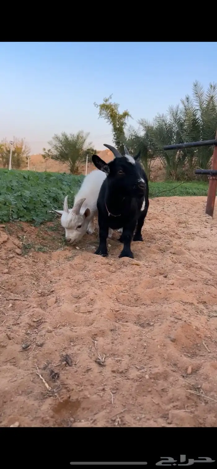 ماعز قزم اصل 0