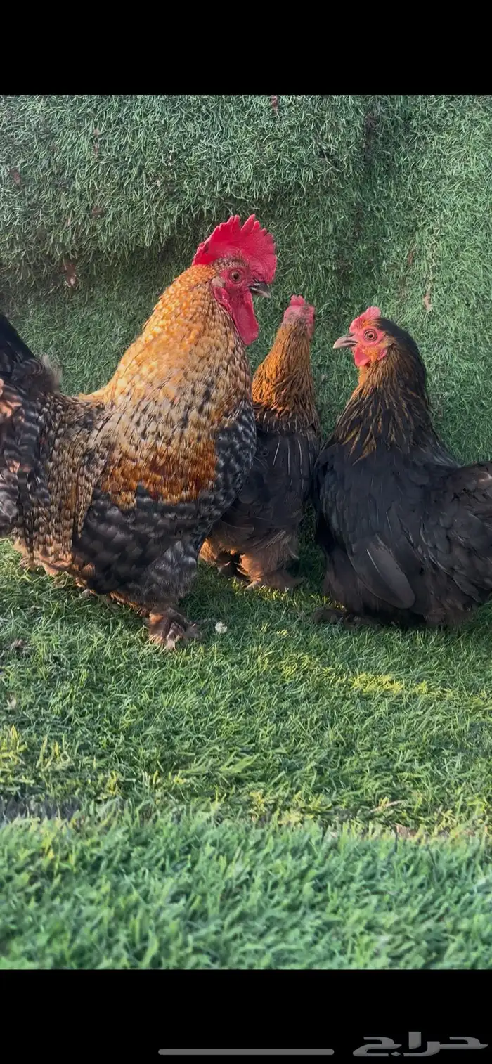 دجاج كوشن قزم 5 اطقم 4