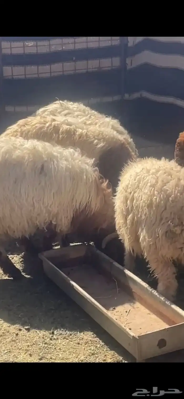 خرفان للبيع 0