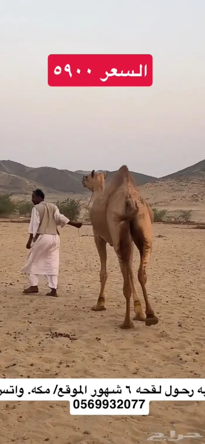 ركبي ركبيه رحول 0