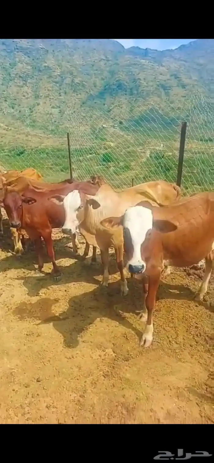 7ذكورو2 اناث 3