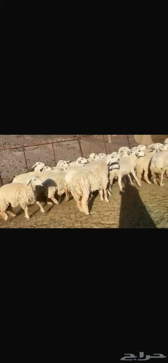 رخال وضأن حريات إمراح واحد خوات بعض العدد56 0