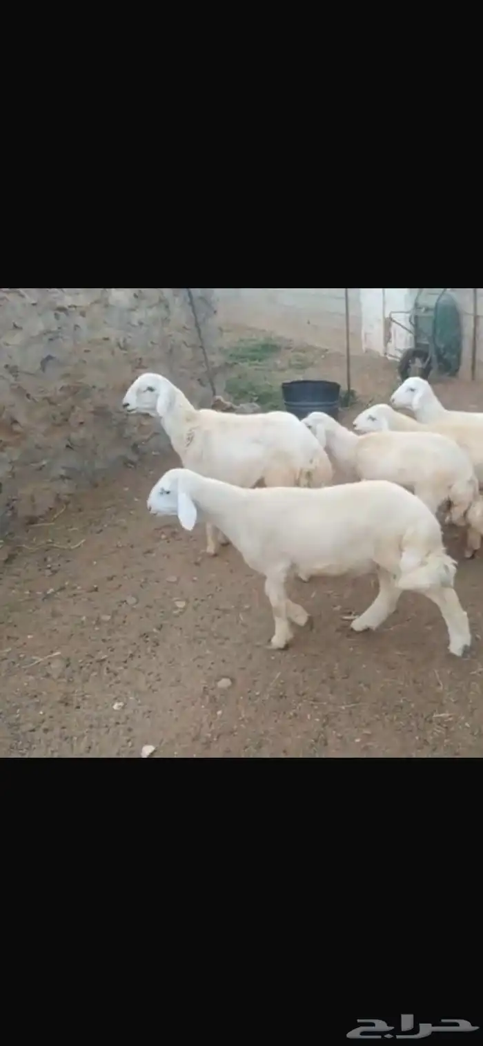 طليان حرية 1