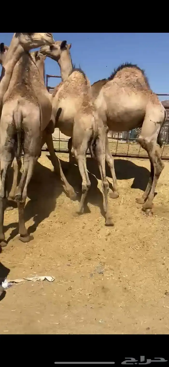 قعدان كفو مناسبات ومبادي 4