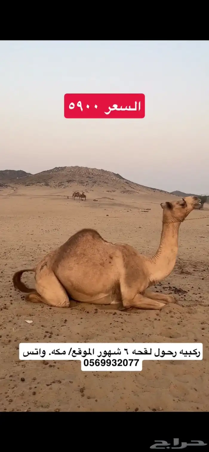 ركبي ركبيه رحول 1