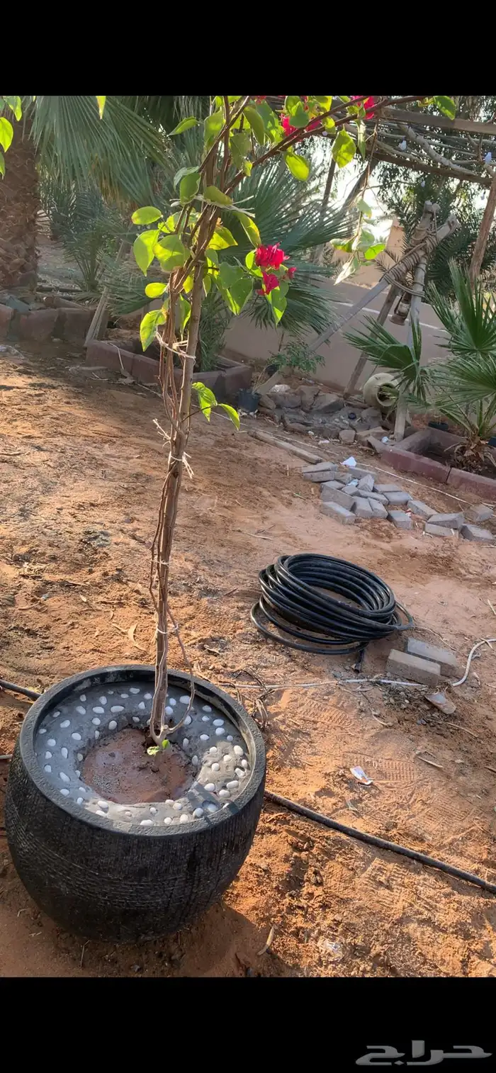 جهنميه متسلقه 5