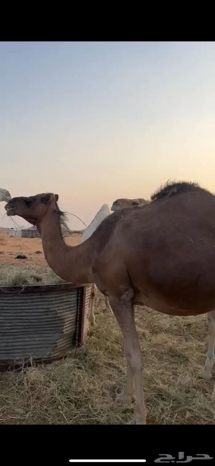 ابل جمله سواحل 2