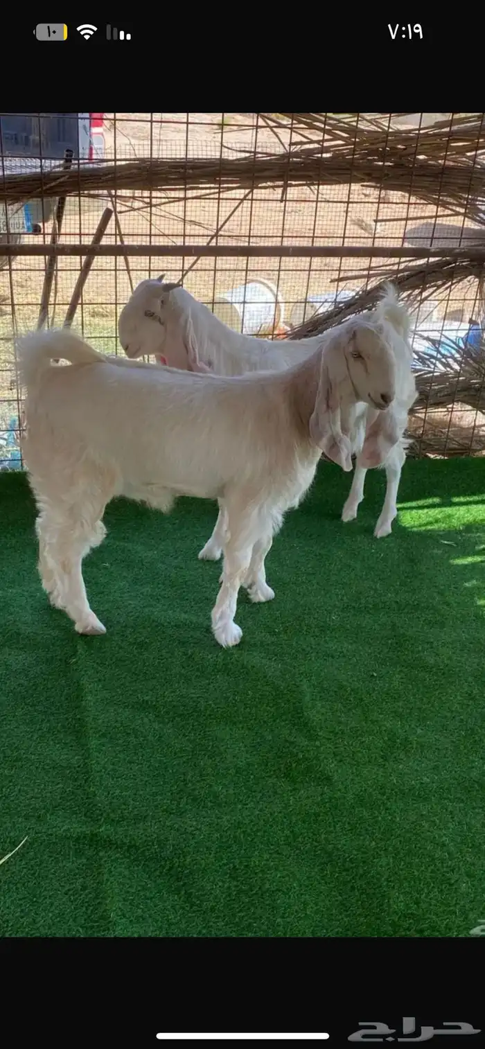 للبيع جفار مشاريك 1