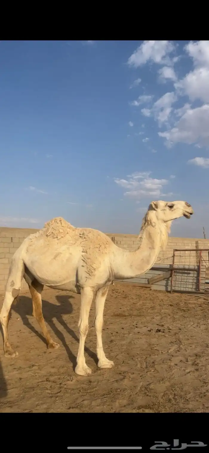 ضرايب ثنتين مشروطه وقعود سنه لقي ولقحه وضحا 1