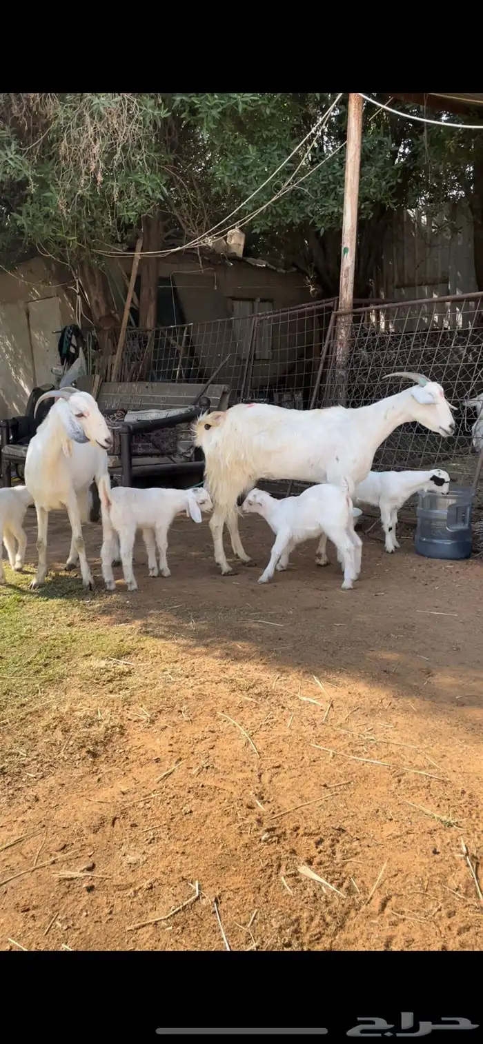 عنزين بيشيات متابيع تحتها اربعه ثلاث جفار وتيس طيبات 4