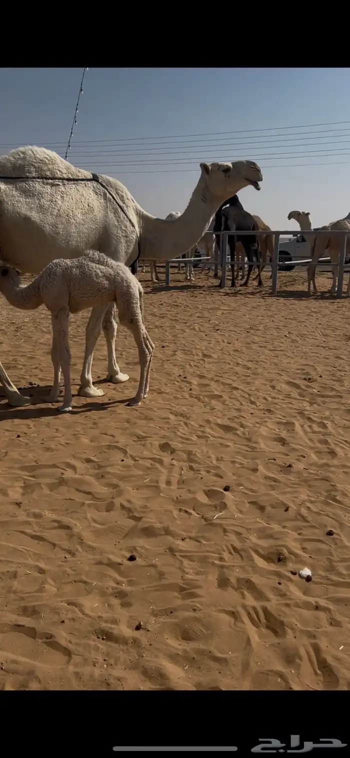 خلفه رمانيه 0