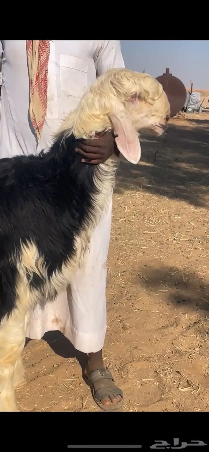 مشاريع فحول 1