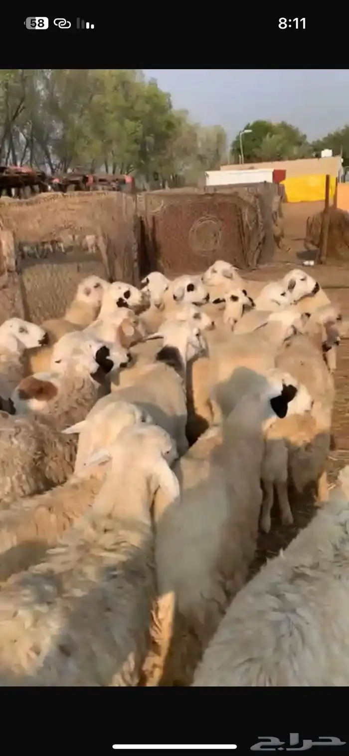 طليان حري طيبه رقم واحد طرف شحم تربيه 6 اشهر 9