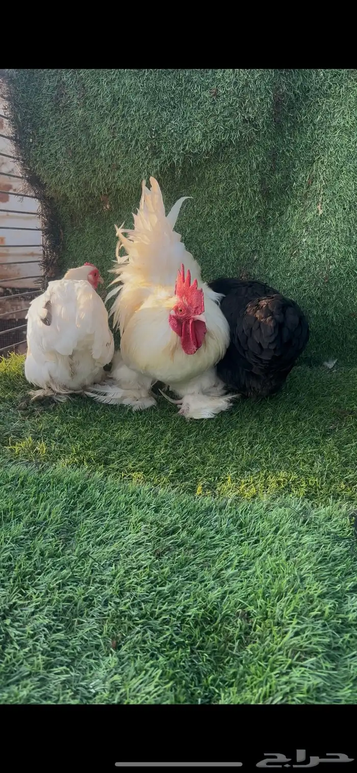 دجاج كوشن قزم 5 اطقم 2