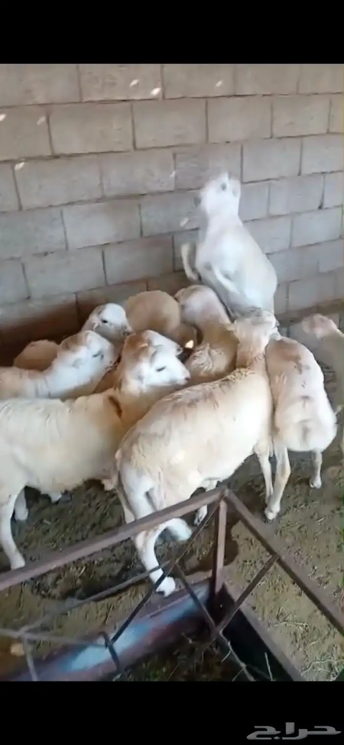 طليان ذبايح سواكن ورفيديات وحريات رقم واحد 1