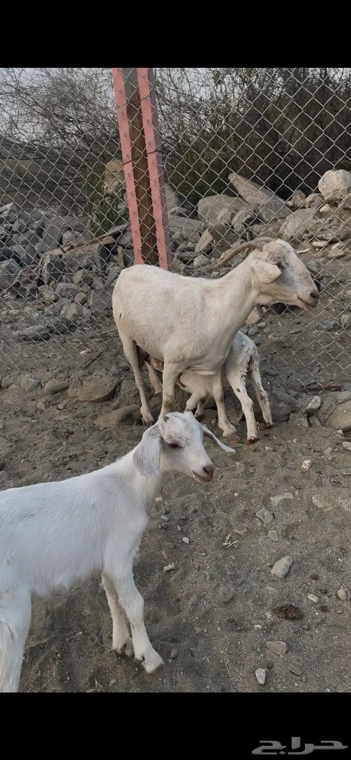 عنز معها توم يرضعون من اي عنز 0