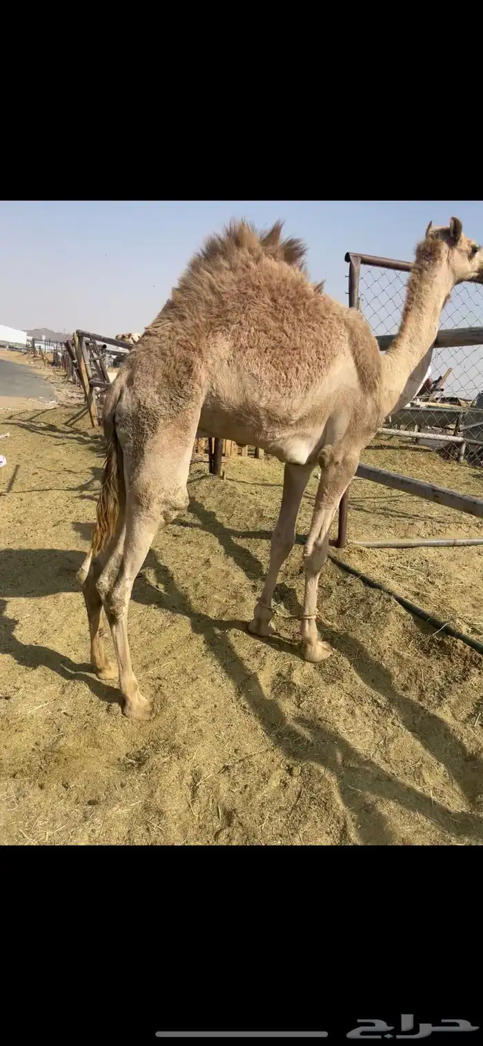 قعود فل الفل بلدي السوم 5000 0