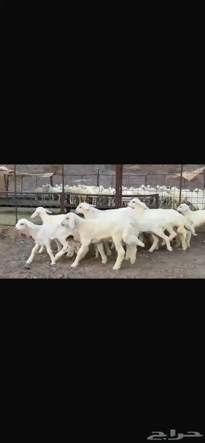 رخال وضأن حريات إمراح واحد خوات بعض العدد56 6