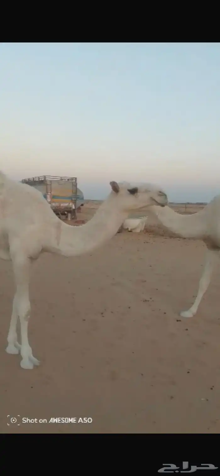 بكره طيبه سنها حقه 0