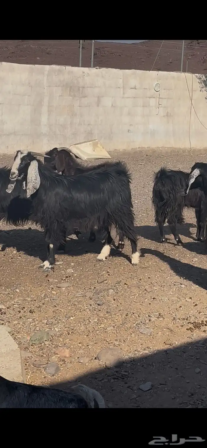 معزى عوارض بعيالها ودفيع 2