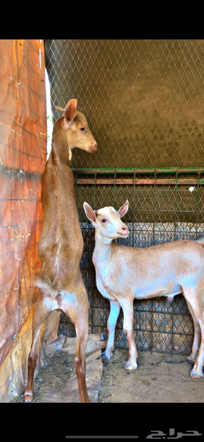 تيوس جنبوبيه طيبه السمن فوق انص حلال مطعم ومحصن واكل 3