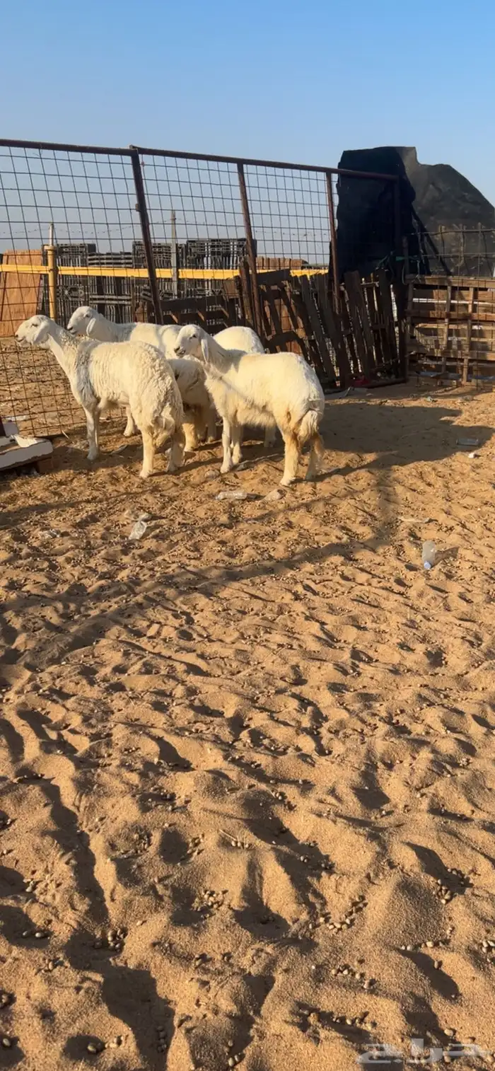 رخال طيبة للبيع 0