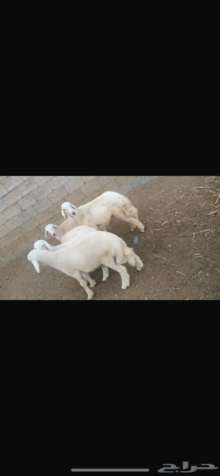 طليان حرية 0