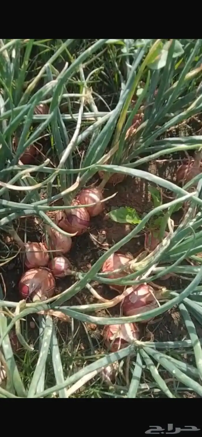 بصل بذرة يمني 10هكتار 1
