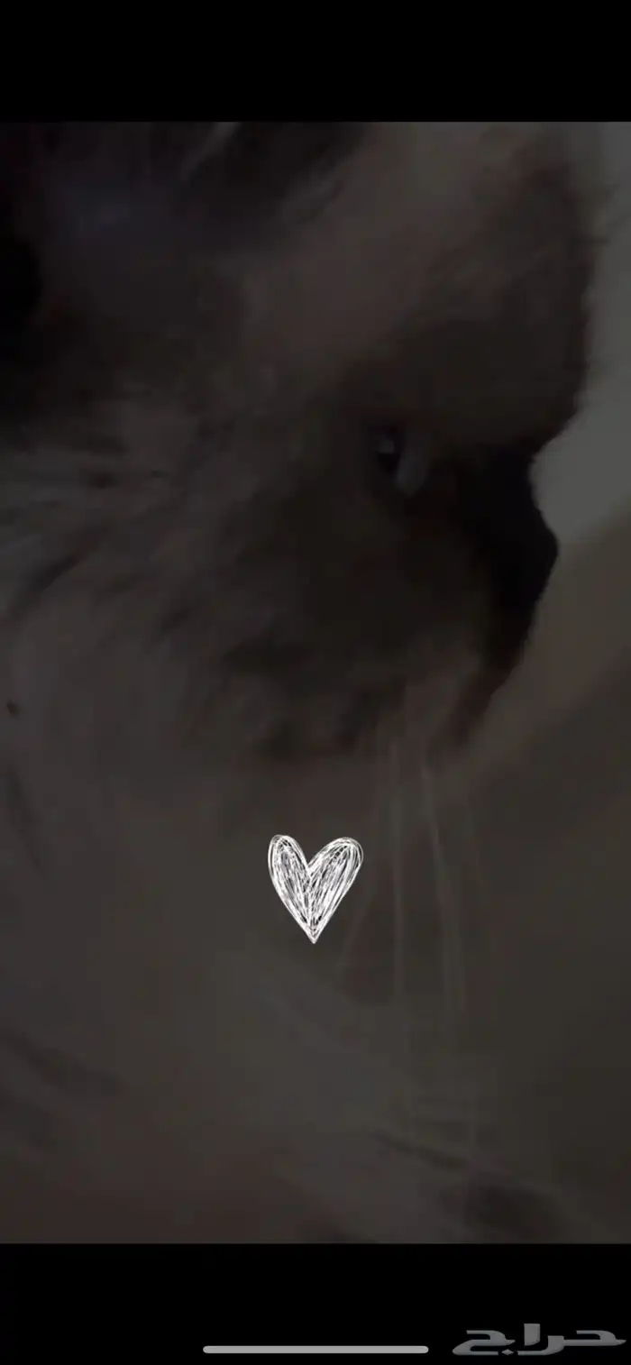 قطه هملايا للبيع 3