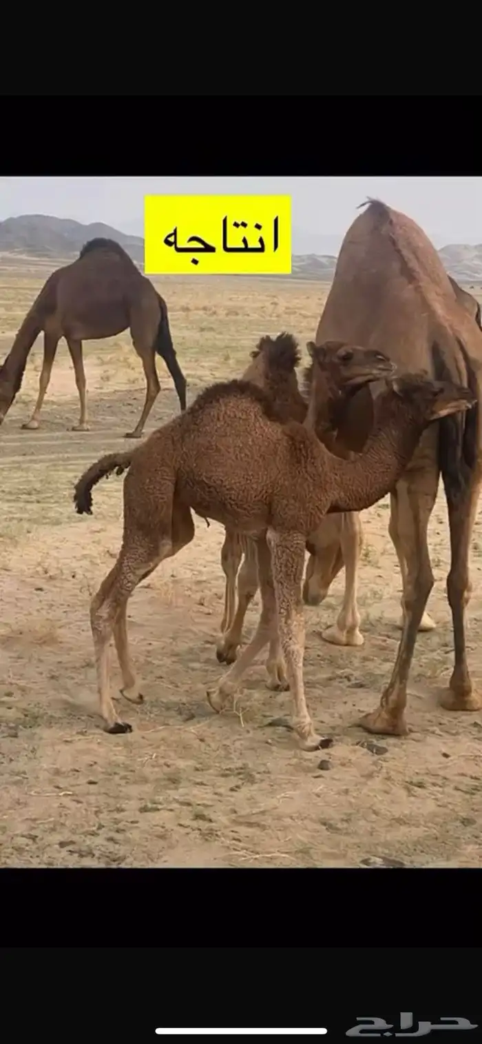 بعير كفو للبيع منتج 3