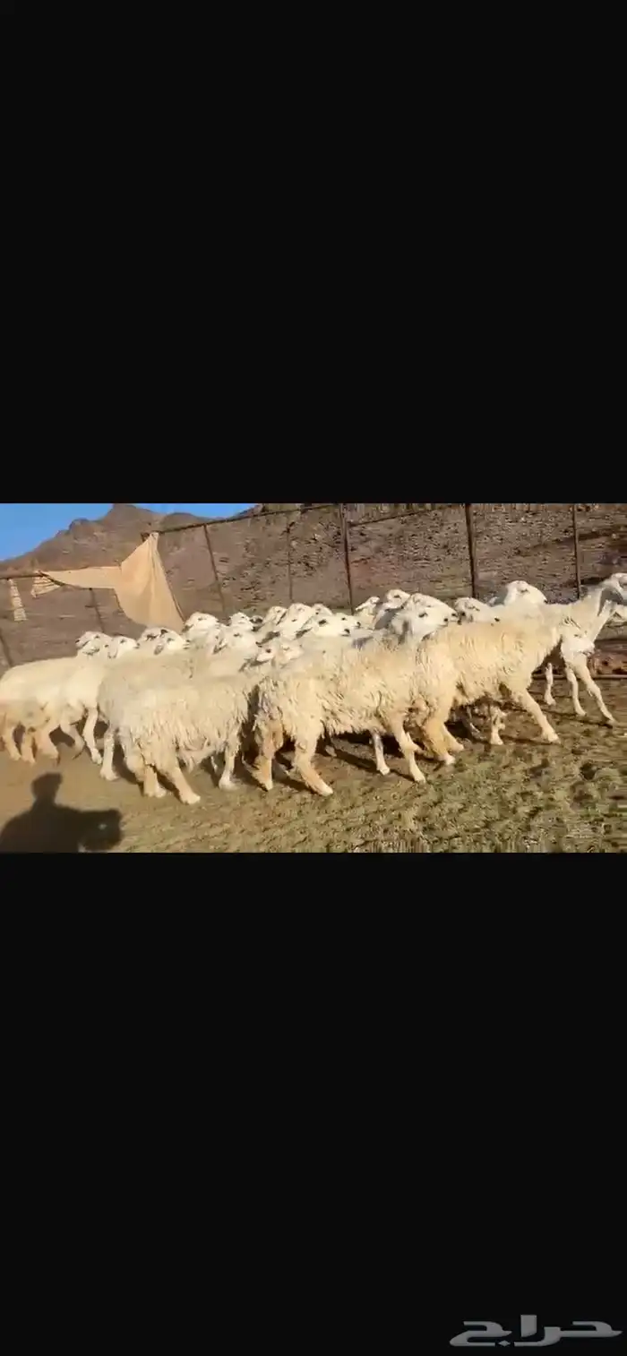 رخال وضأن حريات إمراح واحد خوات بعض العدد56 1