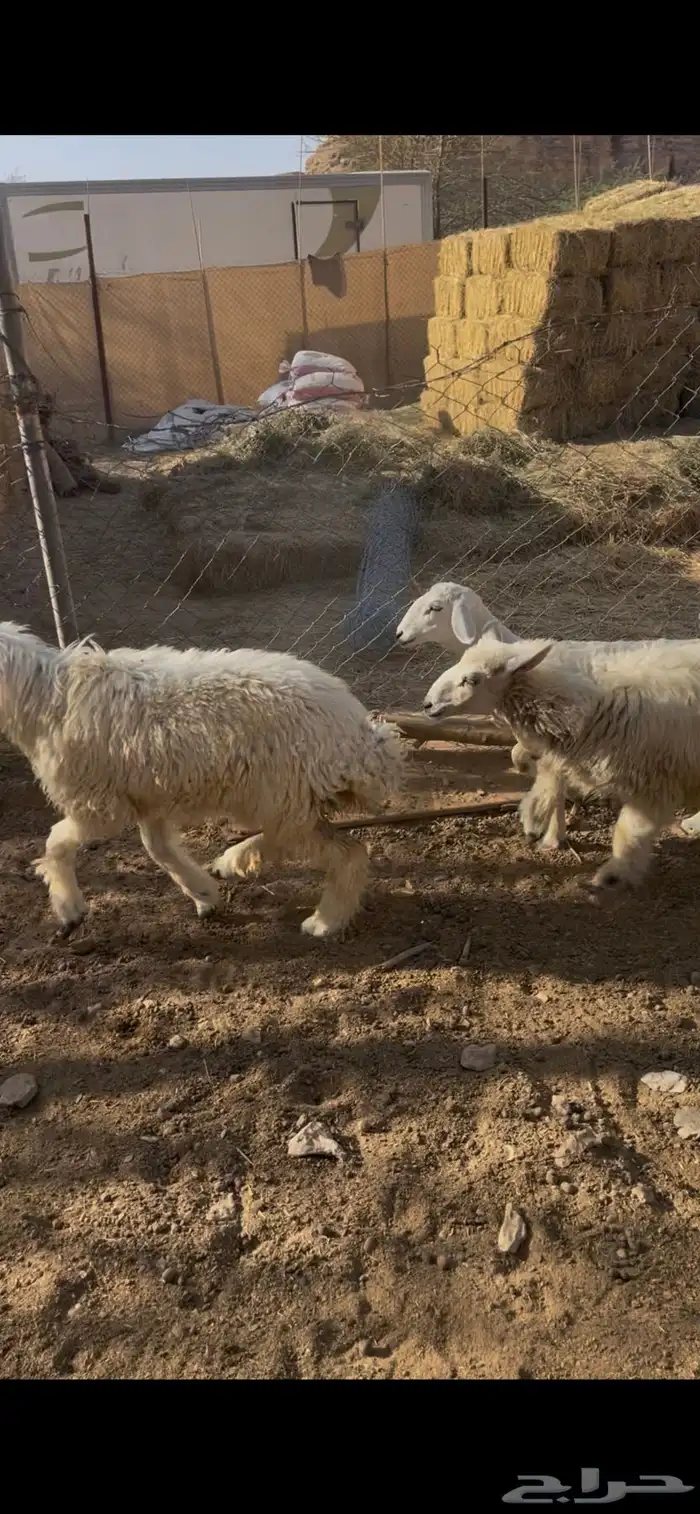 للبيع غنم طليان ورخال 1