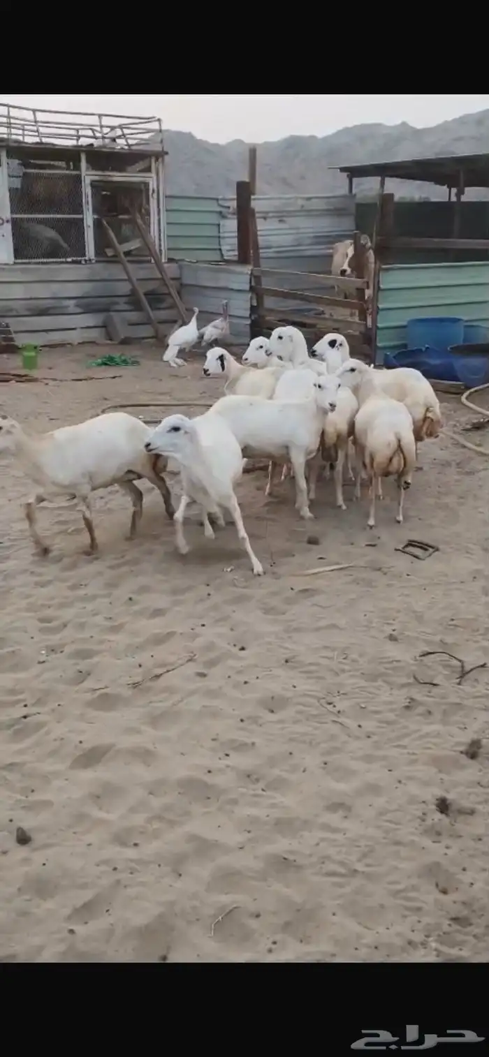 للبيع رخال رفيديات مهجنه دفيع 2