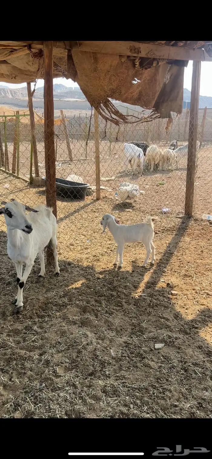 عنز تحتها جفره 0