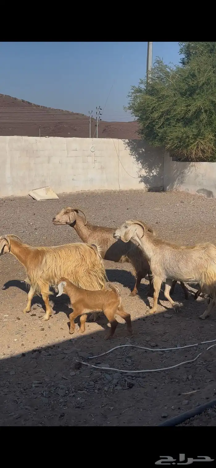 معزى عوارض بعيالها ودفيع 1