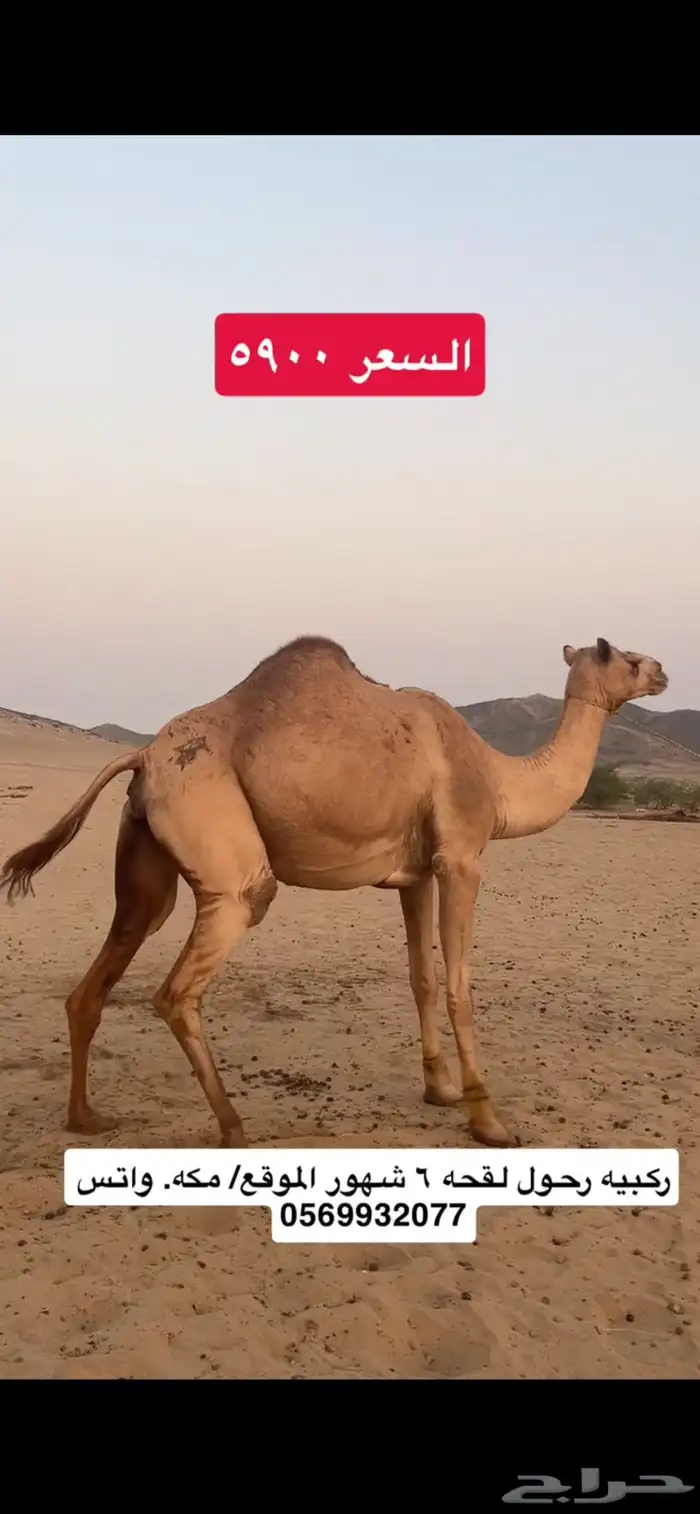 ركبي ركبيه رحول 9