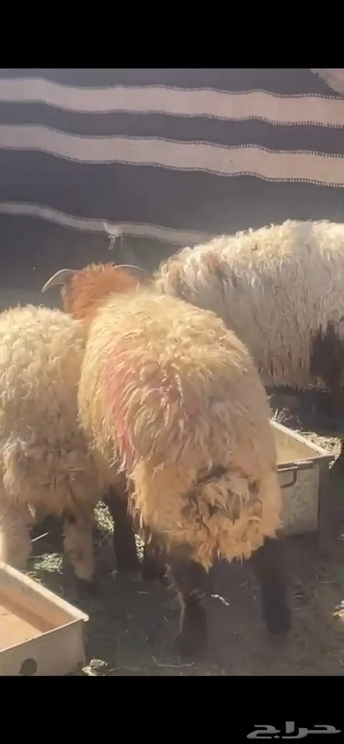 خرفان للبيع 2