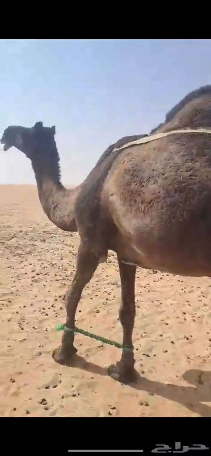 عشرا سمين فل وبنتها في الشبك 1