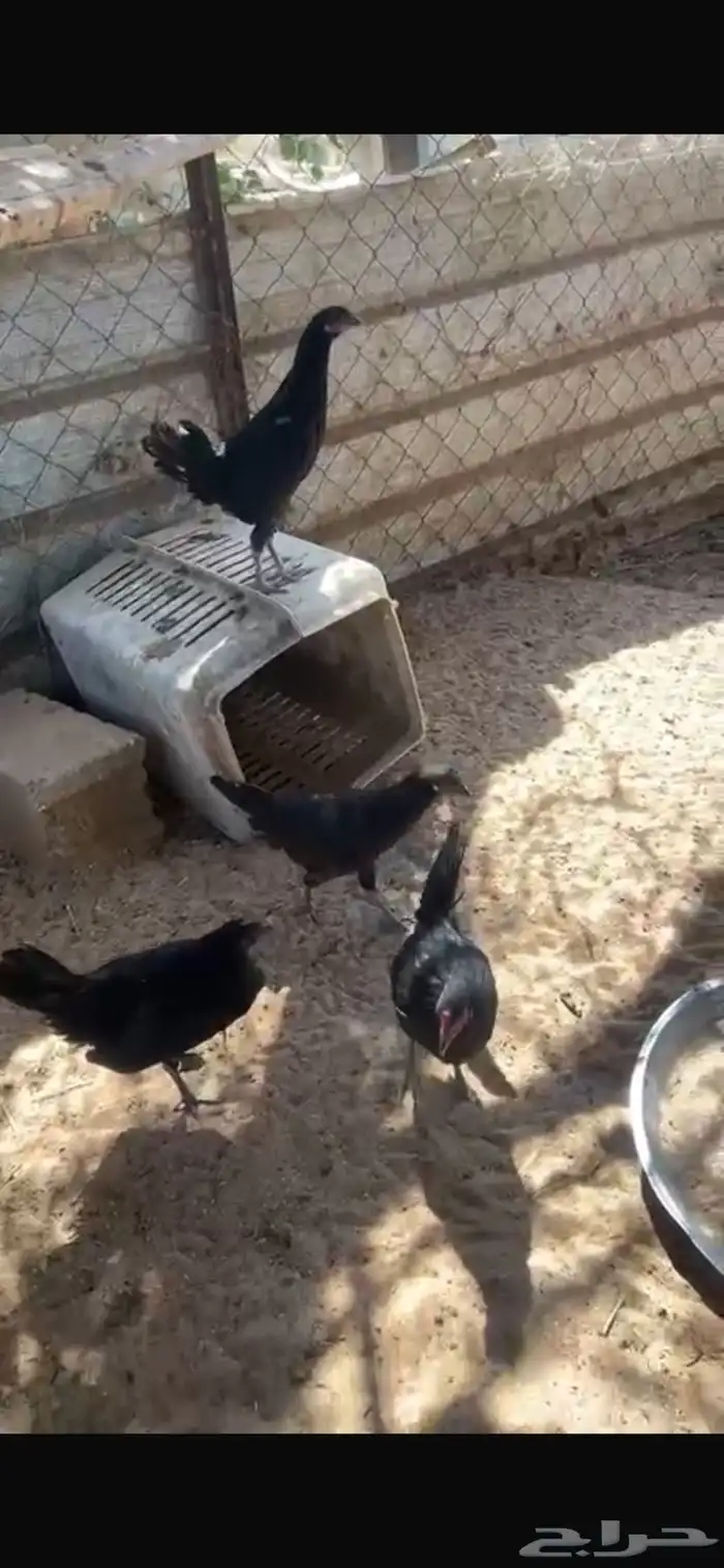دجاج اسود صافي 6