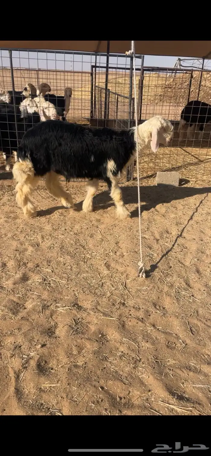 مشاريع فحول 0