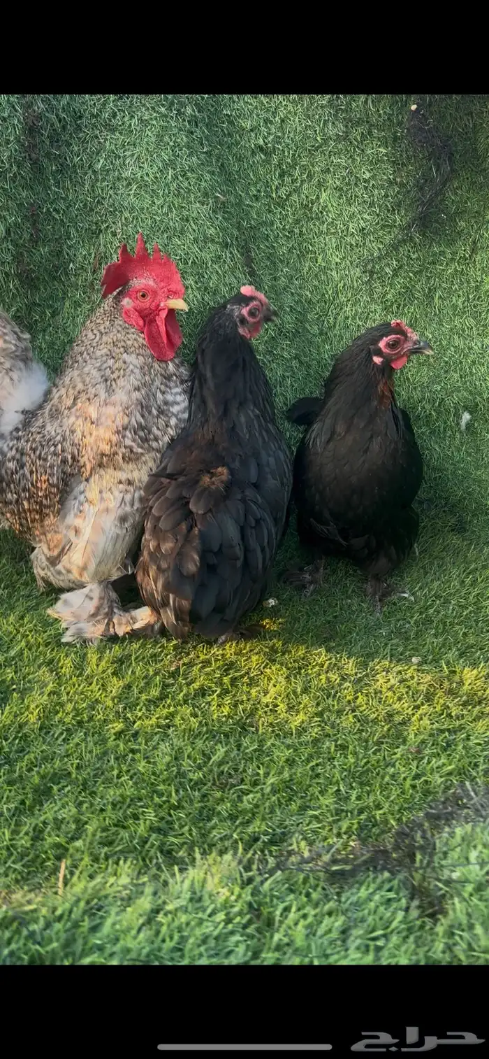 دجاج كوشن قزم 5 اطقم 8