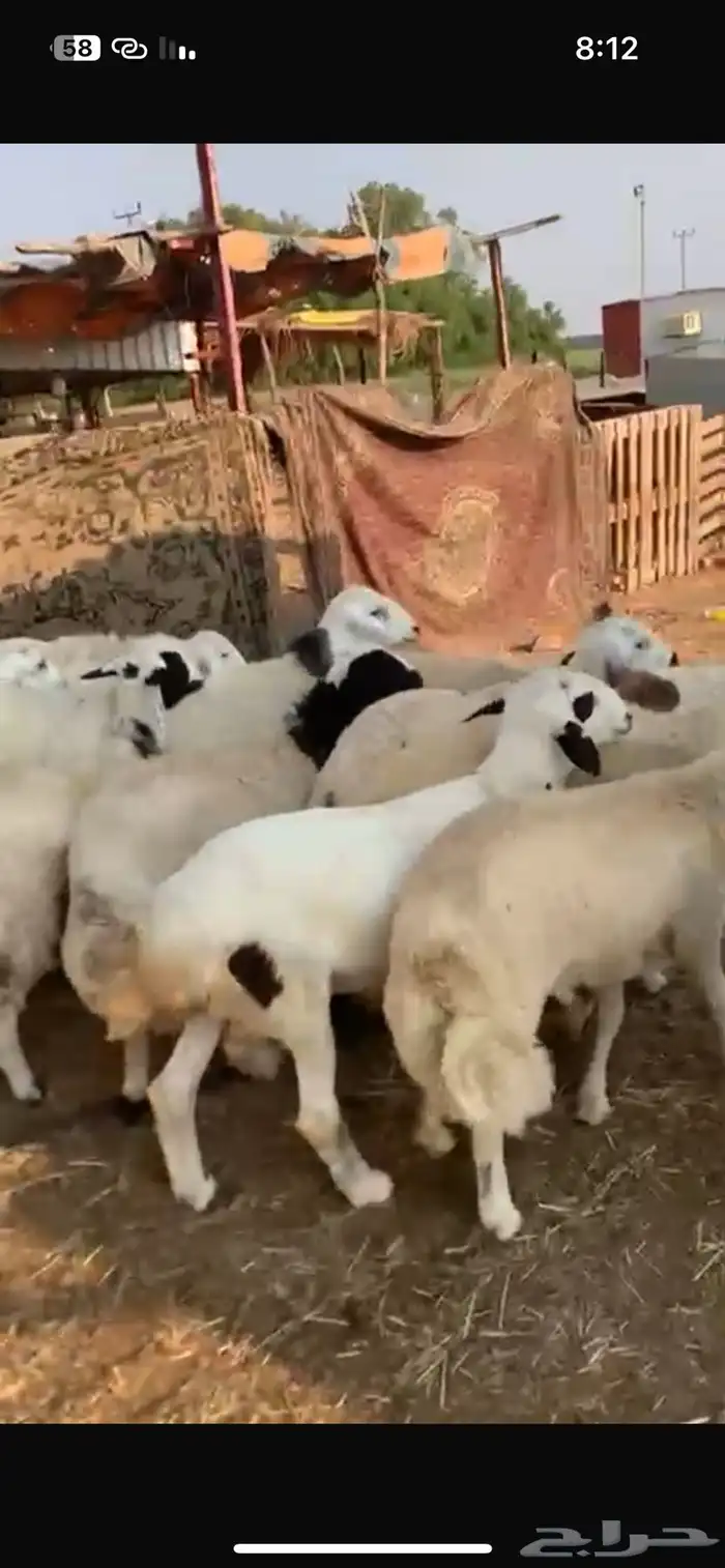 طليان حري طيبه رقم واحد طرف شحم تربيه 6 اشهر 6