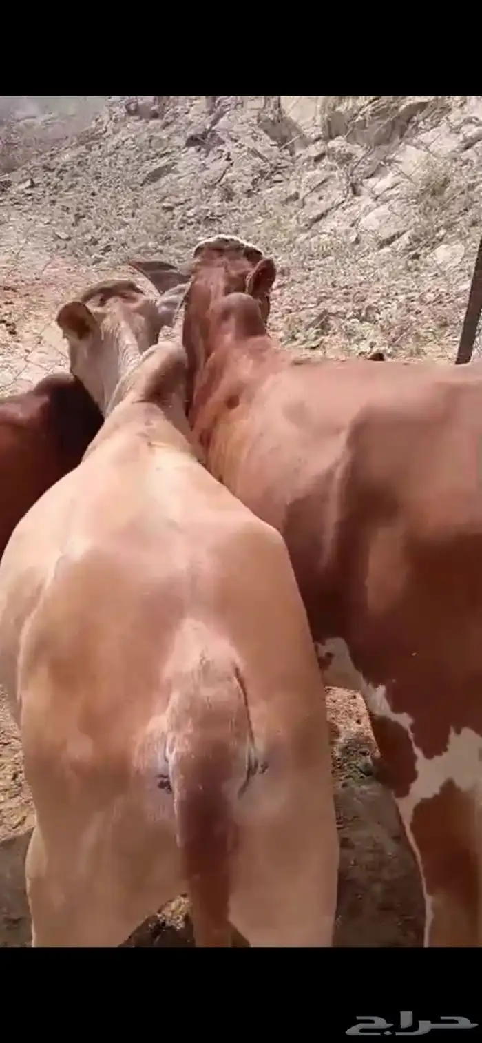 7ذكورو2 اناث 27