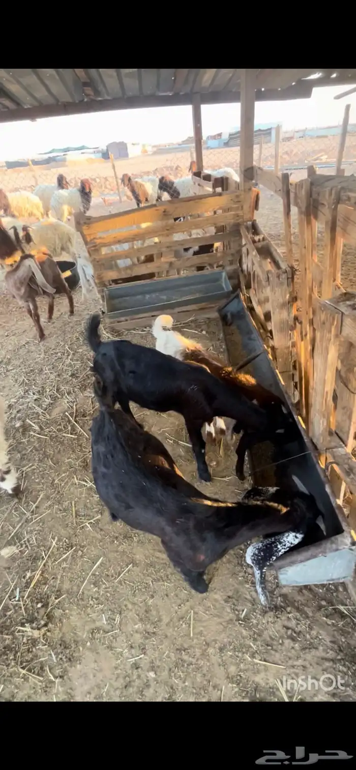 تيوس وطليان للبيع 0